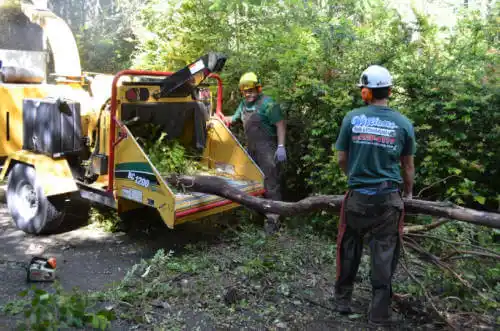 tree services Spring Grove